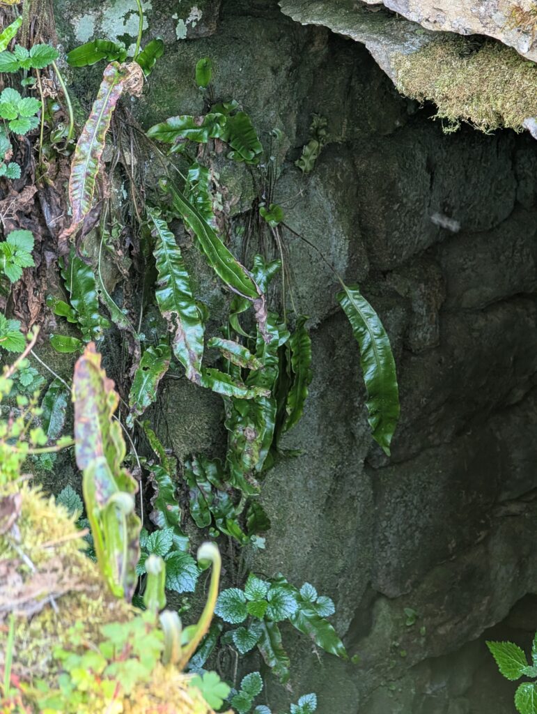 Colas Mornet architecte — fragment - source